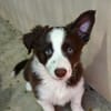 Achille