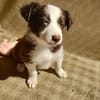 Achille