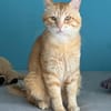 Chouchou