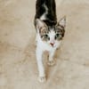 SMOKY jeune chat