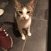 SMOKY jeune chat