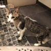 SMOKY jeune chat