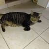 GRISOU croisé maine coon