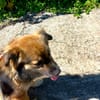 Bingo chien réunion