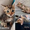Capucine, Lucky, Marley