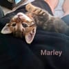 Capucine, Lucky, Marley