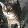 Liebevoller Kater Cádiz
