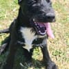 Liebenswerter Blacky sucht euch
