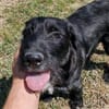 Liebenswerter Blacky sucht euch