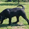 Liebenswerter Blacky sucht euch