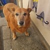 🐾 Zafira & Trixi  gemeinsam alt werden