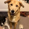Rüde Charly sucht ein Zuhause