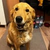 Rüde Charly sucht ein Zuhause