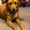 Rüde Charly sucht ein Zuhause