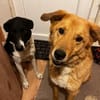 Rüde Charly sucht ein Zuhause