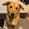 Rüde Charly sucht ein Zuhause