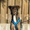 Aktives Zuhause für Tiny Tim gesucht