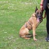 Akira - loyal, intelligent und aktiv