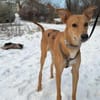 Windhund-Mix Keylam wartet auf dich!