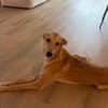 Windhund-Mix Keylam wartet auf dich!