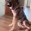 Arco - Ein besonderer Hundejunge...