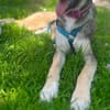 Arco - Ein besonderer Hundejunge...