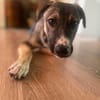 Arco - Ein besonderer Hundejunge...