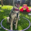 Arco - Ein besonderer Hundejunge...