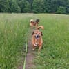 Rudi: Kurzbeinig, charmant und....