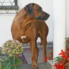 Don sucht ein Zuhause