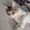 Aria & Cleo  sensibles Katzenpaar sucht