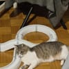 Aria & Cleo  sensibles Katzenpaar sucht