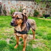 Buck ein freundliches Kerlchen