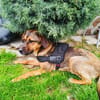 Buck ein freundliches Kerlchen