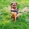 Buck ein freundliches Kerlchen