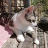 Felix - ein glücklicher Kater