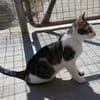 Felix - ein glücklicher Kater