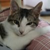 Felix - ein glücklicher Kater