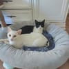 Jonas & Pipp Verspieltes Schmuseteam