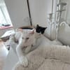 Jonas & Pipp Verspieltes Schmuseteam