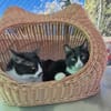 Liebes Katzenpaar Quica & Quico