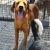 Schmuse-Schatz ♥Veit♥ in 65933 Frankfurt