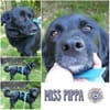 MISS PIPPA * liebevolle Grande Dame