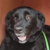 MISS PIPPA * liebevolle Grande Dame