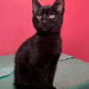 Verträgliches Katzenpaar Luz & Sombra