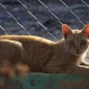Hübscher Kater America