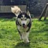 SKATT * freundliche Husky-Mix-Dame