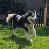 SKATT * freundliche Husky-Mix-Dame