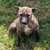 Regi- absoluter Familienhund