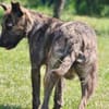 Regi- absoluter Familienhund
